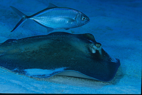 What does a stingray eat?